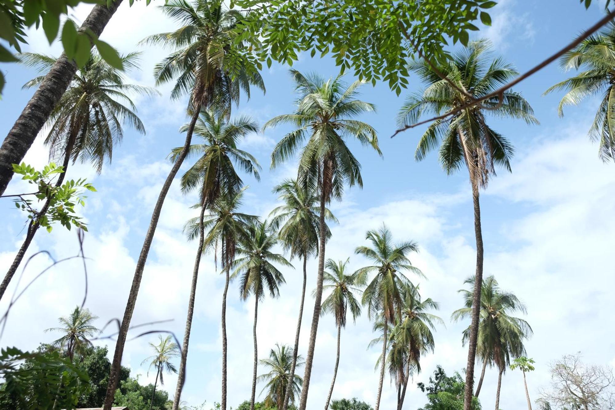 Centre Touristique Et Culturel Casamance Guest House Diakene Ouolof Luaran gambar